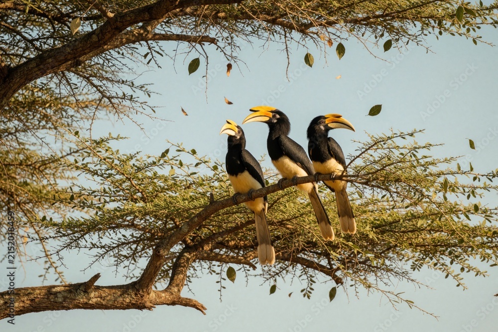 Obraz premium Three trumpet hornbills perched on tree branch with green foliage. Birds have black bodies and yellow beaks. Clear blue sky background. Wildlife scene in nature.