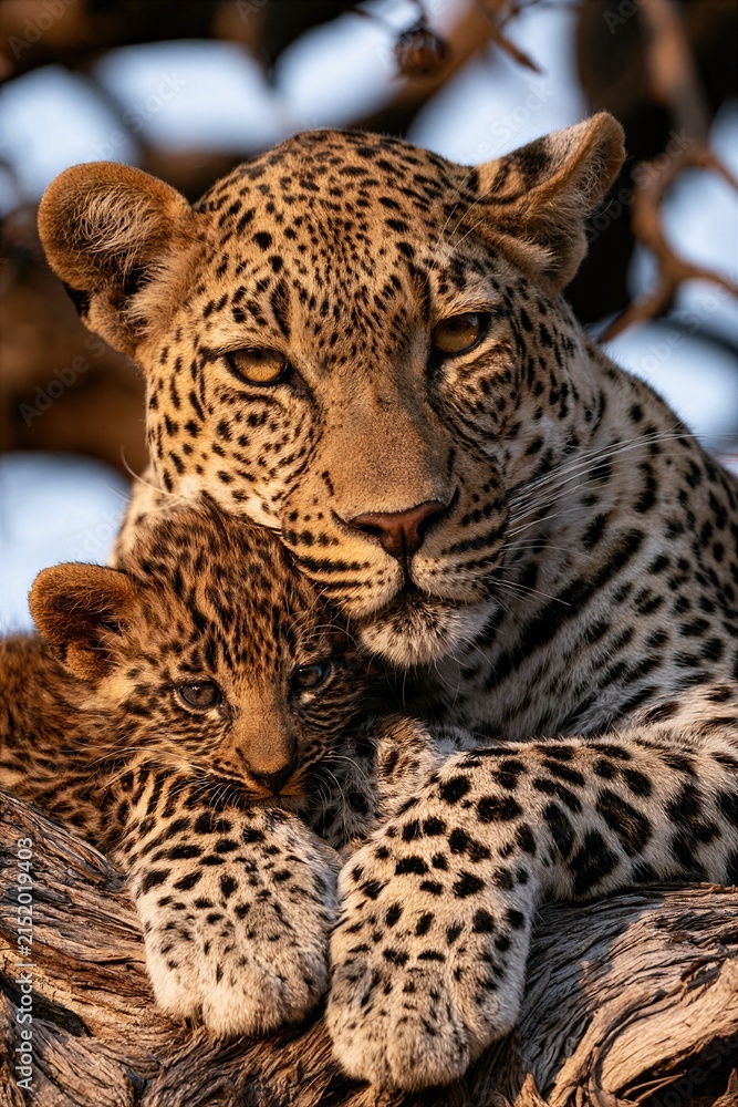 Obraz premium Beautiful African leopard mother resting on a tree branch and cuddling her spotted leopard cub