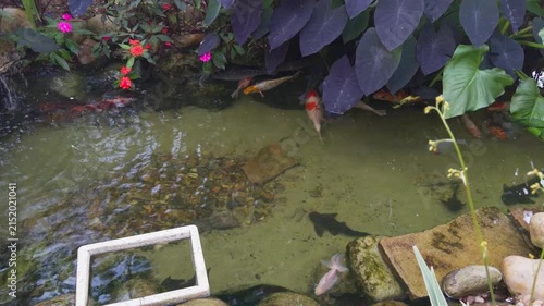 Koi karper fishes at Ceret Park in Tatuape, Sao Paulo, Brazil. June 28, 2026.