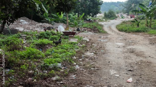 chickens crossing a road