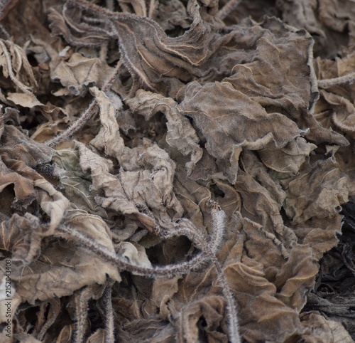 dry Leaves