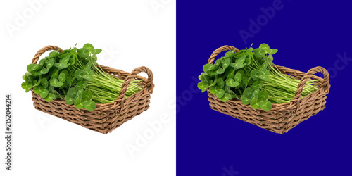 Fresh green clover leaves in a rustic wicker basket photo png