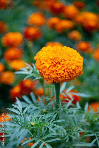 Large marigolds(tagetes)in the garden.One of Ukraine`s national symbols.