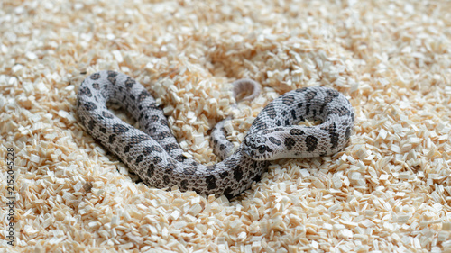 Super Arctic Western Hognose snake crawling on aspen bedding substrate background.