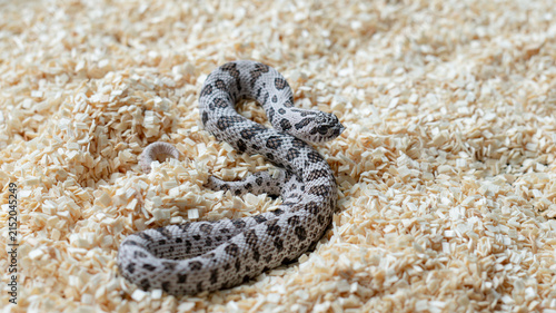 Super Arctic Western Hognose snake crawling on aspen bedding substrate background.
