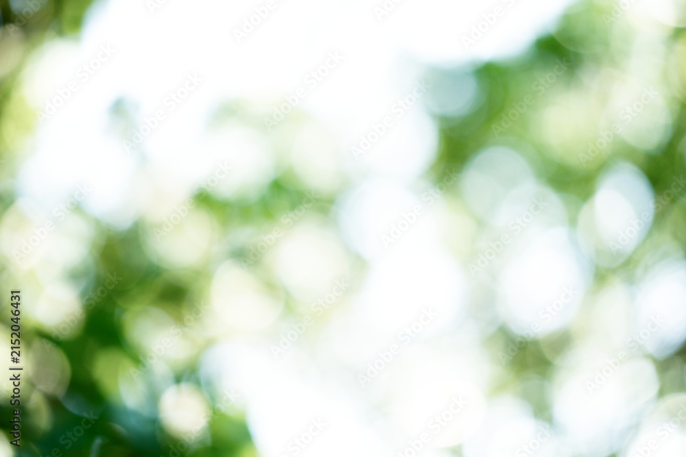 Obraz premium Soft Focus Green Foliage with Natural Bokeh on Transparent Background