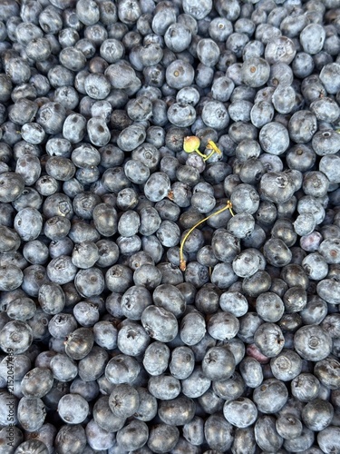 Fresh ripe blueberries filling the frame, close-up view of natural blue berries at a farmers market. Healthy seasonal summer fruit background and food texture.