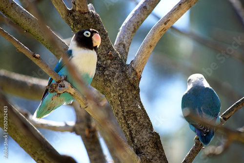 Cuadro en lienzo Pair of Blue Masked Lovebirds Agapornis Personatus Perched on Tree Branches - Wi