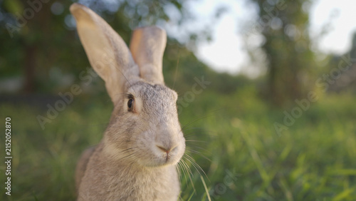 Obraz na płótnie A rabbit sits calmly in a grassy field