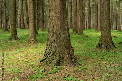 Tranquil Cypress Forest Interior in the Basque Country, Spain