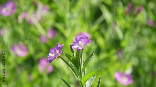 【4K】里山の水辺に咲くオオアカバナ（アカバナ科）：可憐なピンクの小花と瑞々しい湿原風景。青森の豊かな自然を捉えたボタニカル映像素材　[4K] Epilobium pyrricholophum (Willowherb) Wildflowers Blooming by Satoyama Stream: Pink Wetland Flora B-roll in Aomori撮影日：20260727-1
