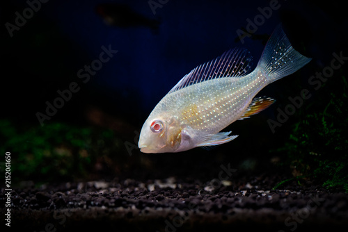 Foto Albino Heckelii (Acarichthys heckelii albino variant)
