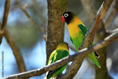 Cuadro en lienzo Pair of Yellow Collared Masked Lovebirds Agapornis Personatus Perched on Tree Br