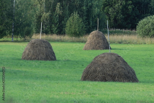 Bild auf Leinwand hay bales in the field