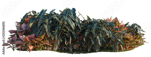 Cuadro en lienzo Aglaonema crete, Aglaonema lucky Red and Alocasia x mor tree shrub, plant bush,
