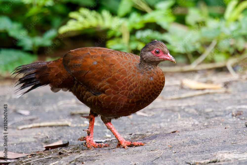 Obraz premium Red Spurfowl from Western Ghats