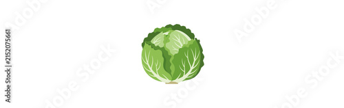 Fresh Green Cabbage Vector Illustration