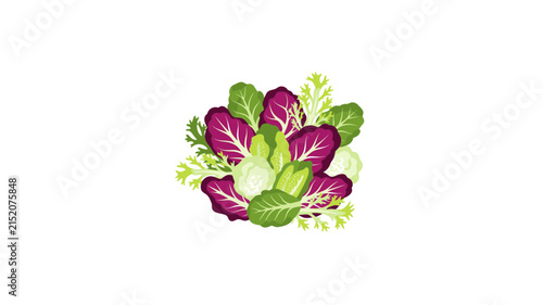 Fresh Mixed Salad Greens Illustration