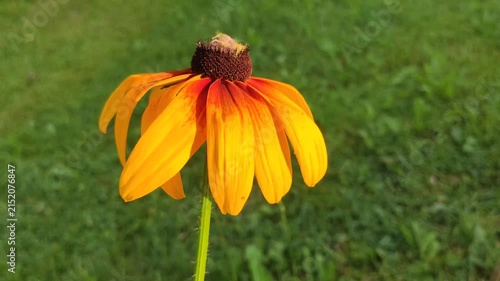 Black-Eyed Susan (Rudbeckia hirta) flower head with bright yellow-orange petals surrounding a prominent dark brown central cone. 