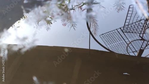 Delicate foliage hangs overhead while water droplets create subtle reflections on a damp surface. 