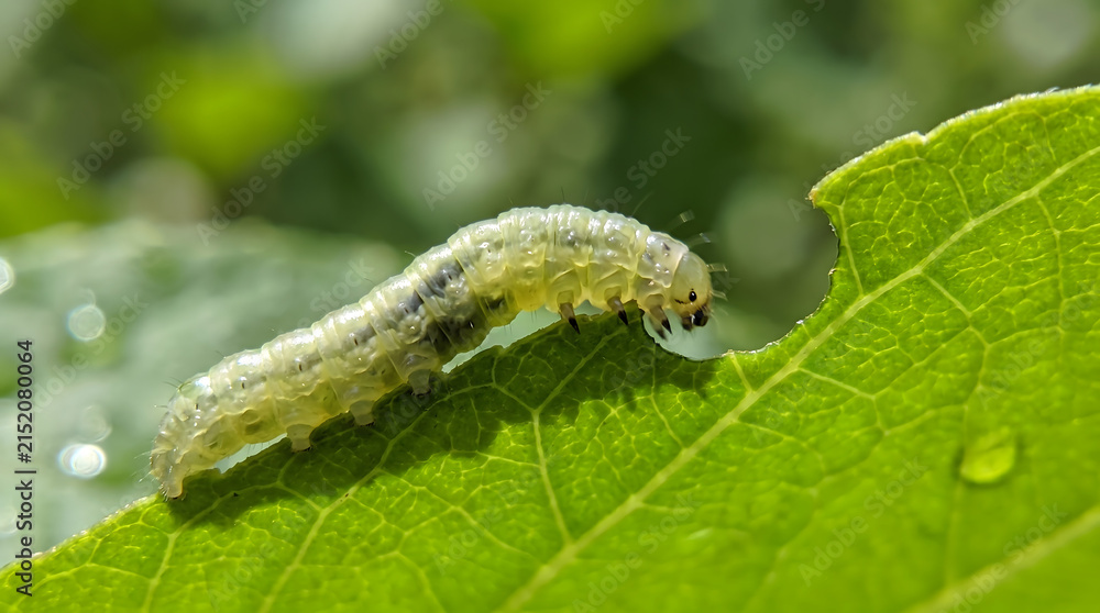 Fototapeta premium Macro shot of a translucent green caterpillar eating a fresh leaf in sunny garden