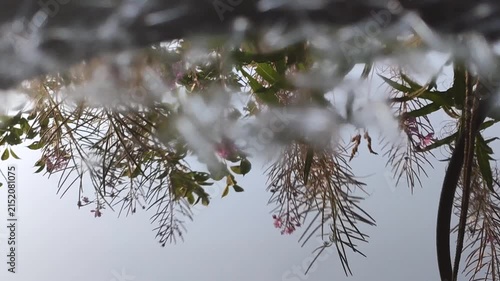Water droplets and delicate plant reflections appear across a wet surface beneath hanging foliage. 