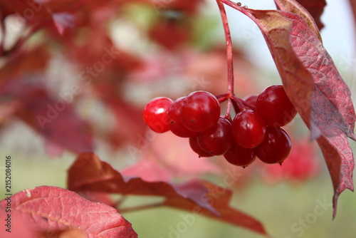 Vibrant red viburnum berries hang gracefully among autumn-tinted leaves.