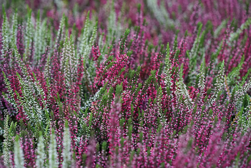 Cuadro en lienzo Vibrant purple heather blooms sway gently in a natural landscape
