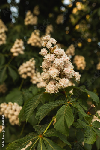 Close up of blooming chestnut tree flowers with a blurred background at sunset.