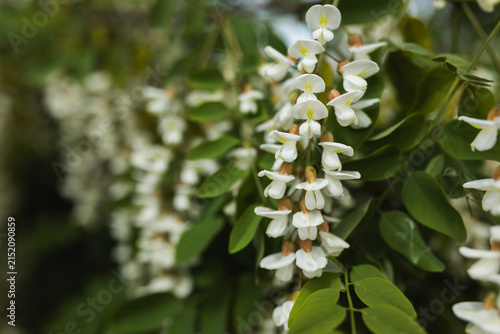 Selective focus of delicate white acacia blossoms on tree branch in spring.
