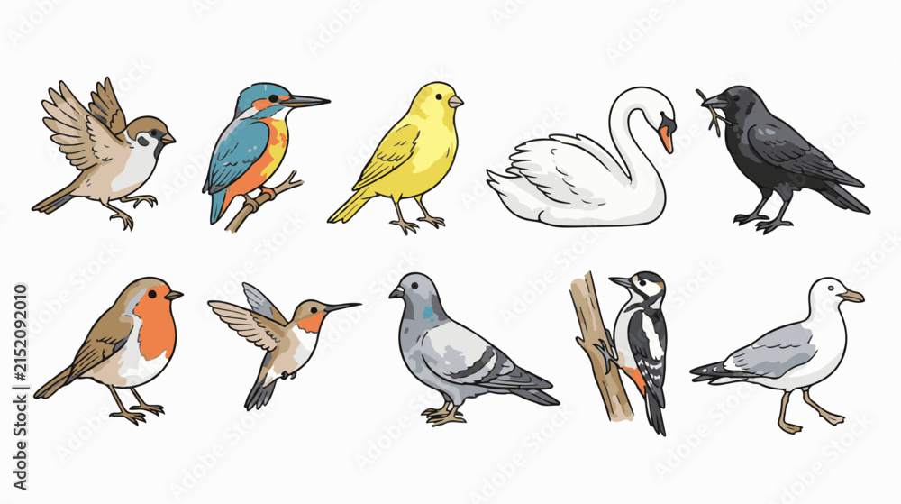 Obraz premium Hand-drawn bird collection with 10 vector illustrations. Colorful avian species set featuring swan, robin, and kingfisher. Wildlife bird icons.