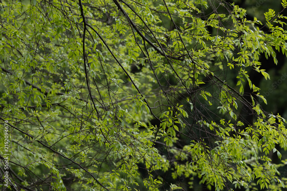Fototapeta premium Green Tree Canopy and Intertwined Branches in Spring