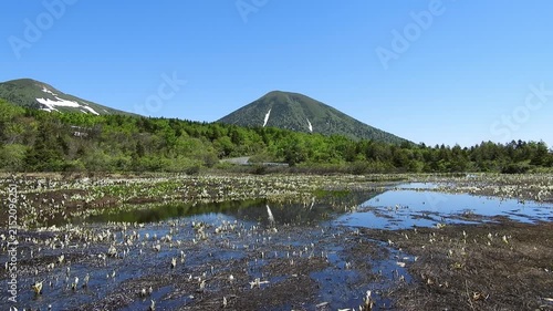 【4K】八甲田山麓に咲くミズバショウの群落と残雪の山並み：春の湿原と清らかな雪解け風景。青森の大自然を捉えた絶景映像素材	[4K] Asian Skunk Cabbage (Lysichiton) Colony in Mt. Hakkoda Foothills: Spring Wetland with Snow-Capped Mountains in Aomori 撮影日：20260601-2