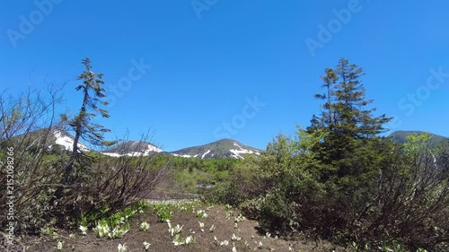 【4K】八甲田山麓に咲くミズバショウの群落と残雪の山並み：雪解けの湿原に春の訪れを告げる純白の花。青森の美しい残雪景観と自然映像素材 [4K] Asian Skunk Cabbage Colony Blooming in Mt. Hakkoda Foothills: Snow-Capped Mountains and Wetland B-roll in Aomori　撮影日：202601-1