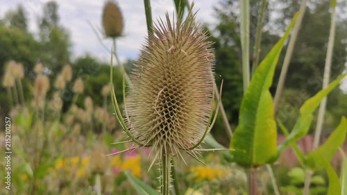 Spiny cone-shaped seed head of wild teasel (Dipsacus fullonum) with its distinctive prickly bracts.