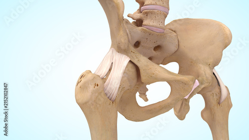 Canvastavla The iliofemoral ligament of 3d illustration