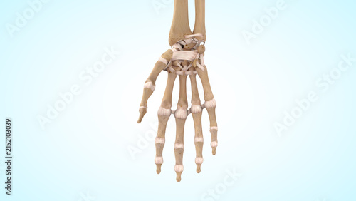 Фотография The palmar side of the wrist and fingers ligaments of 3d illustration