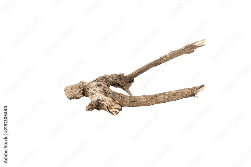 Obraz premium Dry tree branch isolated on white background with clipping path.