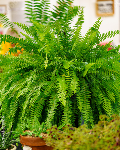 Green fern plant displayed at a local market during a sunny day
