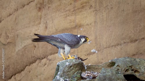Peregrine falcon plucking the feathers off the pigeon.