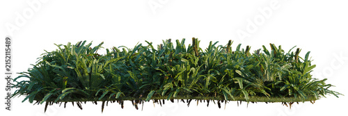 Fotografie Asplenium nidus tree line, Forest Edge, Backdrop cutout, isolate transparent bac