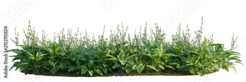 Bild auf Leinwand Echinodorus grandiflorus tree line, Forest Edge, Backdrop cutout, isolate transp