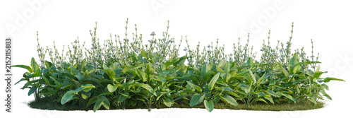 Foto Echinodorus grandiflorus tree line, Forest Edge, Backdrop cutout, isolate transp