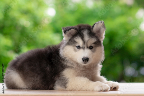 Cute fluffy Siberian Husky puppy lying down resting on wooden floor looking at camera with green nature bokeh background.