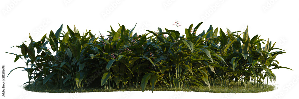Fototapeta premium Heliconia metallica tree line, Forest Edge, Backdrop cutout, isolate transparent background, Dense tropical foliage bush with lush green leaves on a patch of grass, isolated against black background.