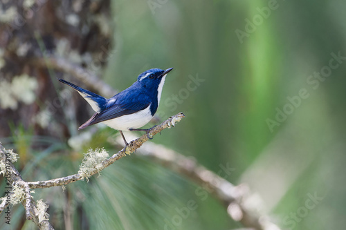 Foto Ultramarine Flycatcher male from Musyari, Uttarakhand, India