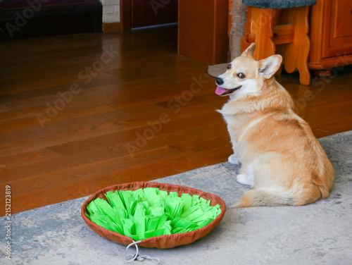 фотографія Corgi dog sits next to a green snuffle mat on a rug