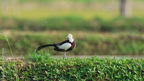 Pheasant tailed jacana preening in slow motion