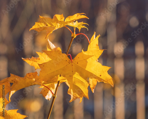 Obraz na plátne Golden maple leaves backlit by warm autumn sunlight with soft blurred background