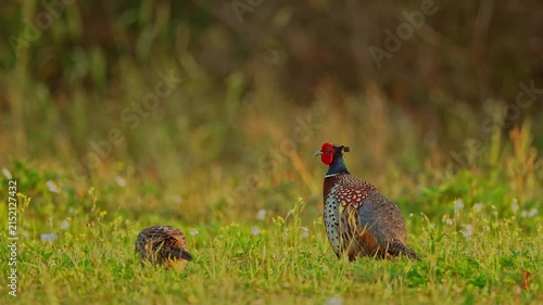 Ring-necked Pheasant male and female in the morning light with sound